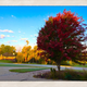 Image for article titled 76 Stunning Photos Of Fall Leaves